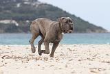 CANE CORSO 641